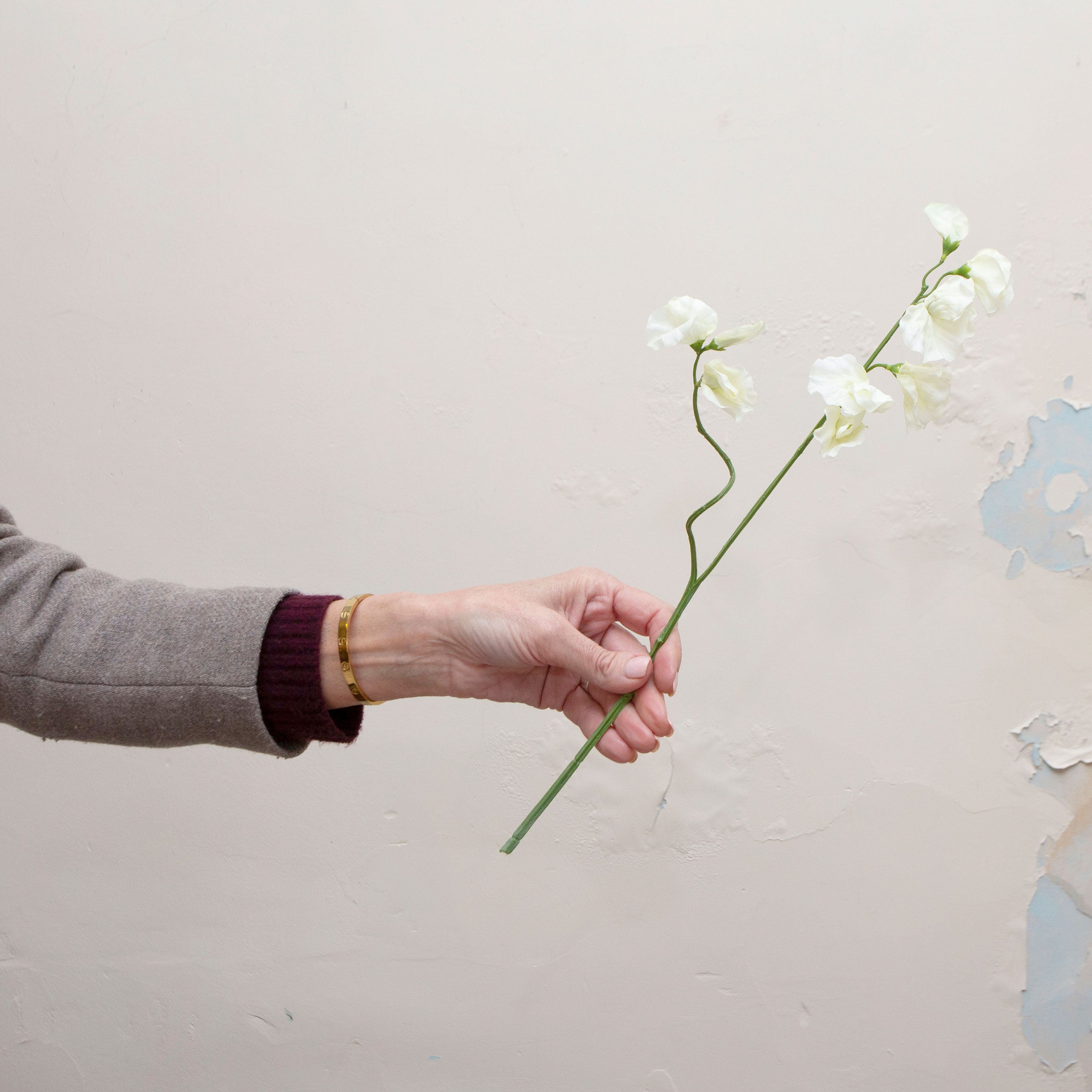 Artificial bridal white sweet pea stem held in hand, featuring delicate white blooms on fine branching stems with green leaves