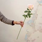 Artificial peach rose stem being held in hand, featuring a softly blushed peach rose bloom with gentle pink undertones, realistic green leaves and a long slender stem