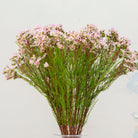 Close-up of artificial pale pink waxflower flowers showing delicate clustered blooms and fine texture.