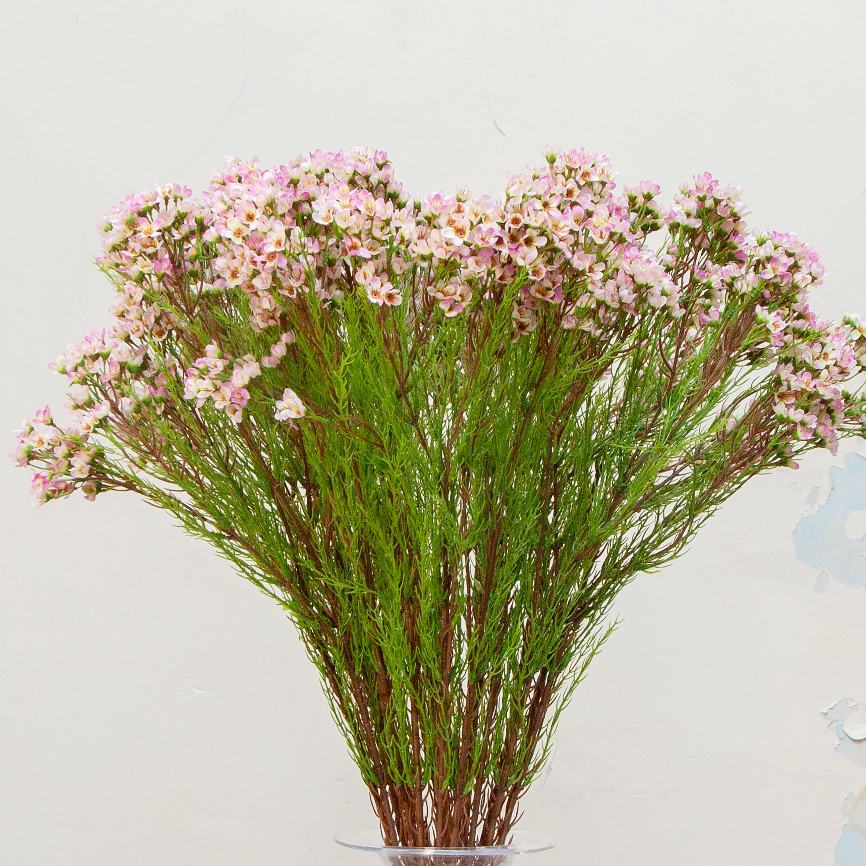 Close-up of artificial pale pink waxflower flowers showing delicate clustered blooms and fine texture.