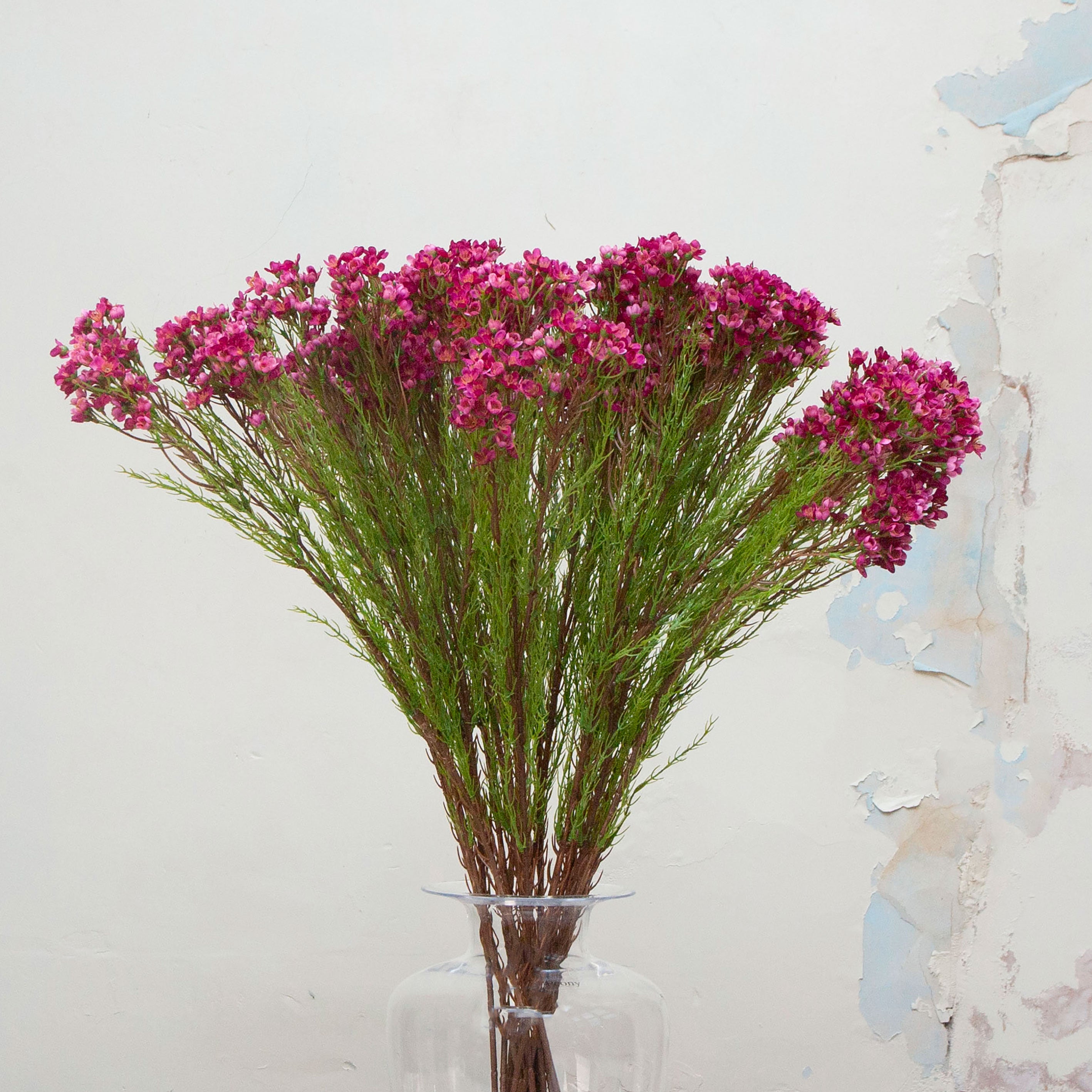 Close-up of artificial pink waxflower flowers showing delicate clustered blooms and fine texture.