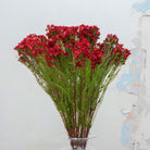 Close-up of artificial red waxflower flowers showing delicate clustered blooms and fine texture