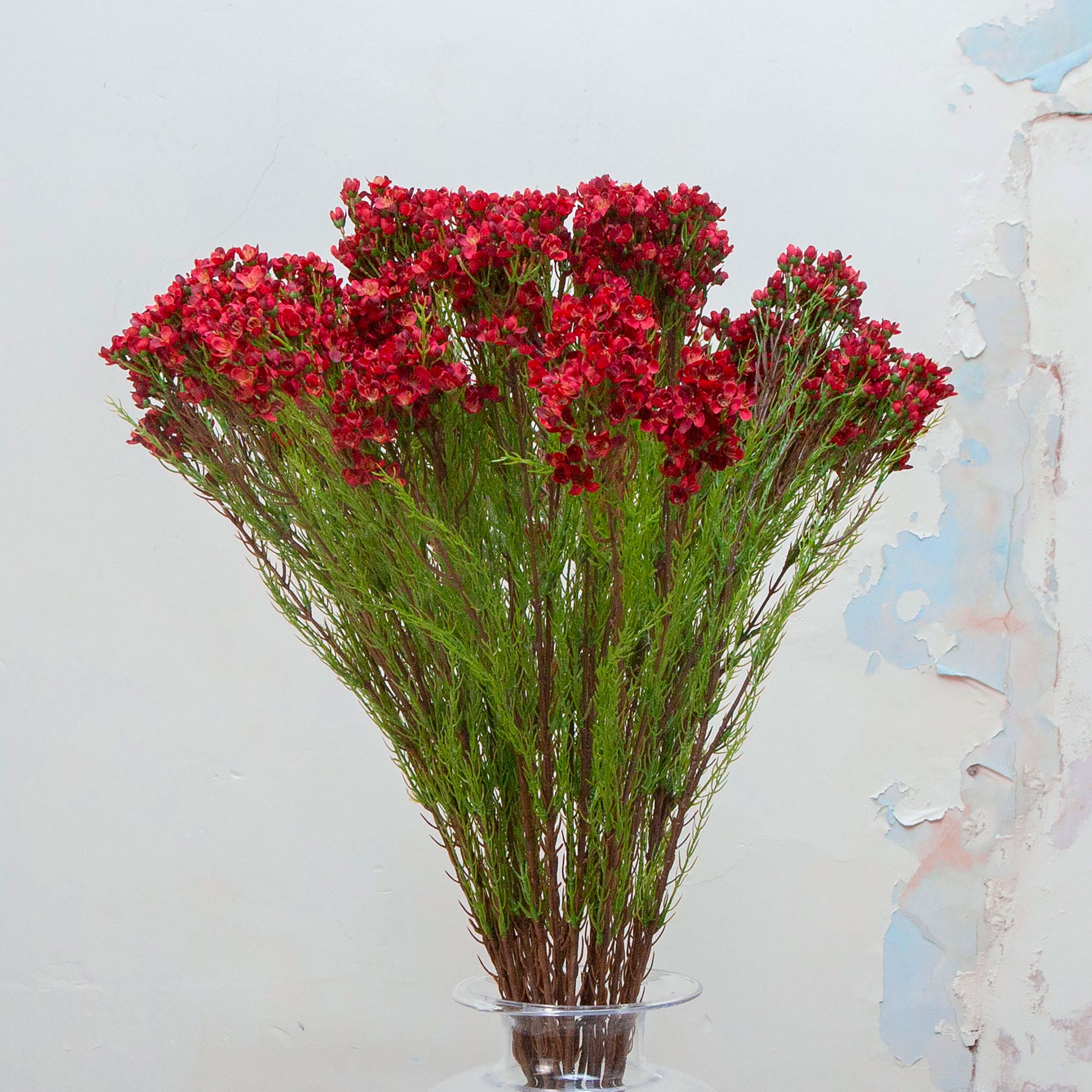 Close-up of artificial red waxflower flowers showing delicate clustered blooms and fine texture