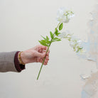 Artificial white sweet pea stem held in hand, featuring delicate white blooms and fresh green leaves.
