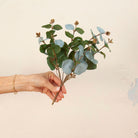 Hand holding Artificial Eucalyptus Bunch Stem with soft blue-green rounded leaves