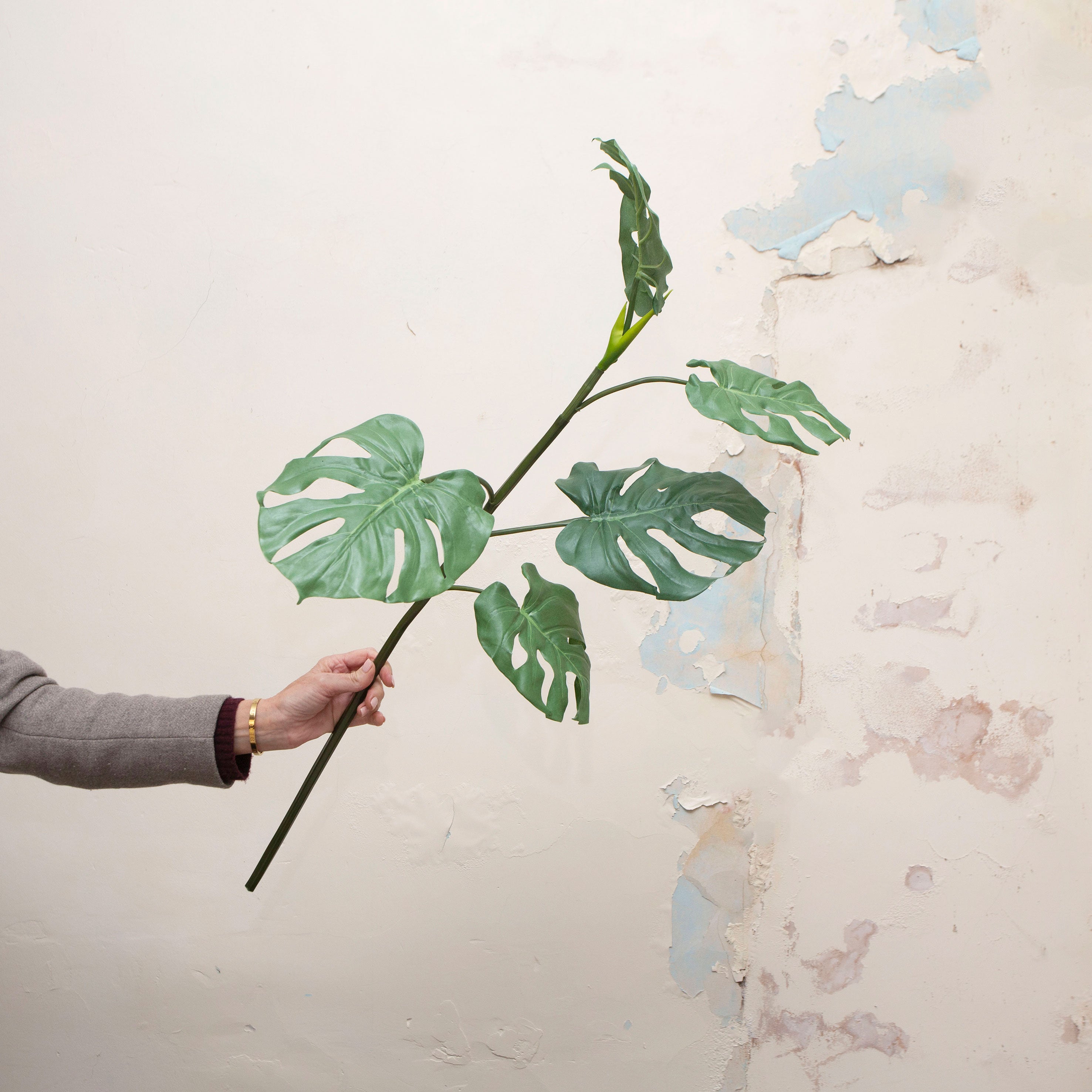 Hand holding green tropical monstera leaf stem