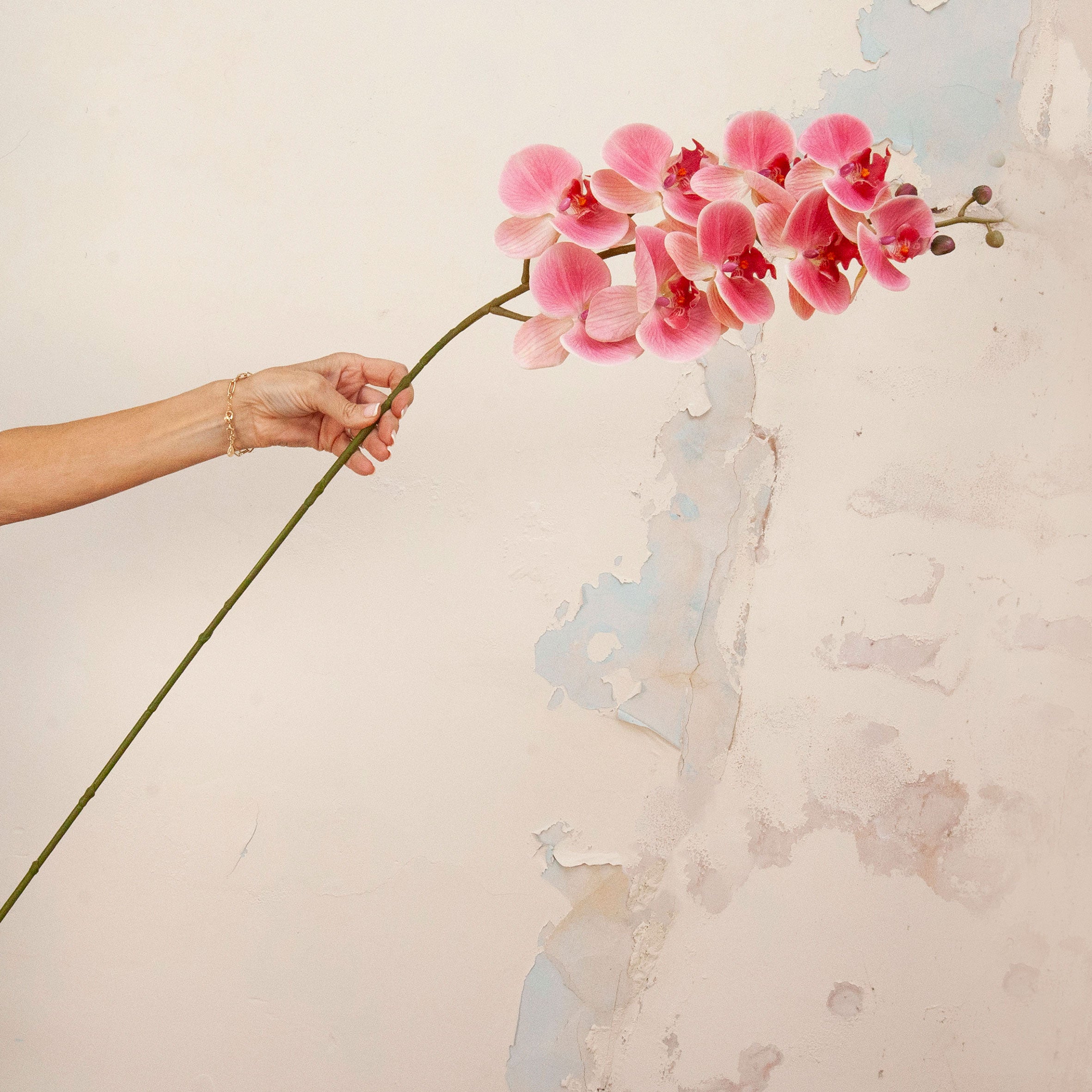Hand holding Artificial Phalaenopsis Orchid Stem with vibrant pink and soft blush blooms, detailed centres and delicate buds 