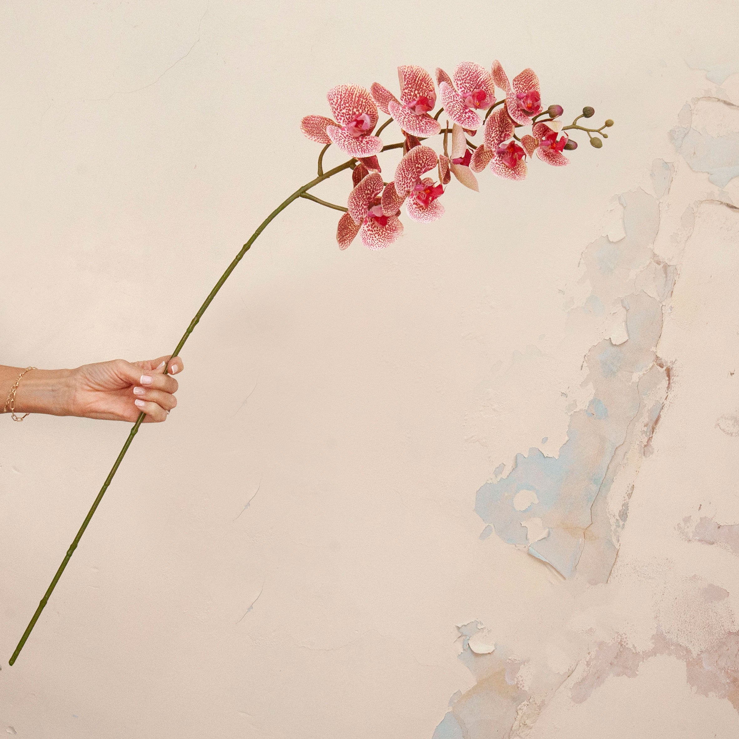 Hand holding Artificial Phalaenopsis Orchid Stem with soft pink and cream speckled blooms and delicate buds 