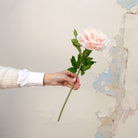 Hand holding pink with peach tones open head Peony stem