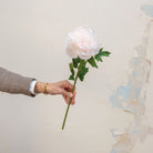 Hand holding pale pink open head Peony stem