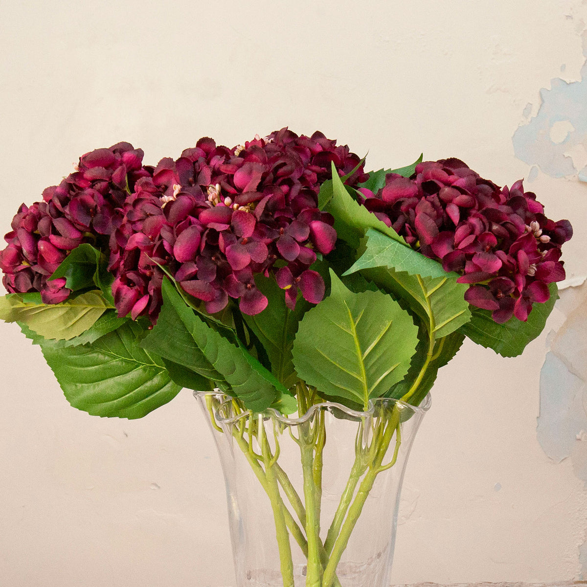 Close up of Artificial Hydrangea Stems with large rich burgundy flower heads, layered petals and realistic green leaves displayed in a clear glass vase