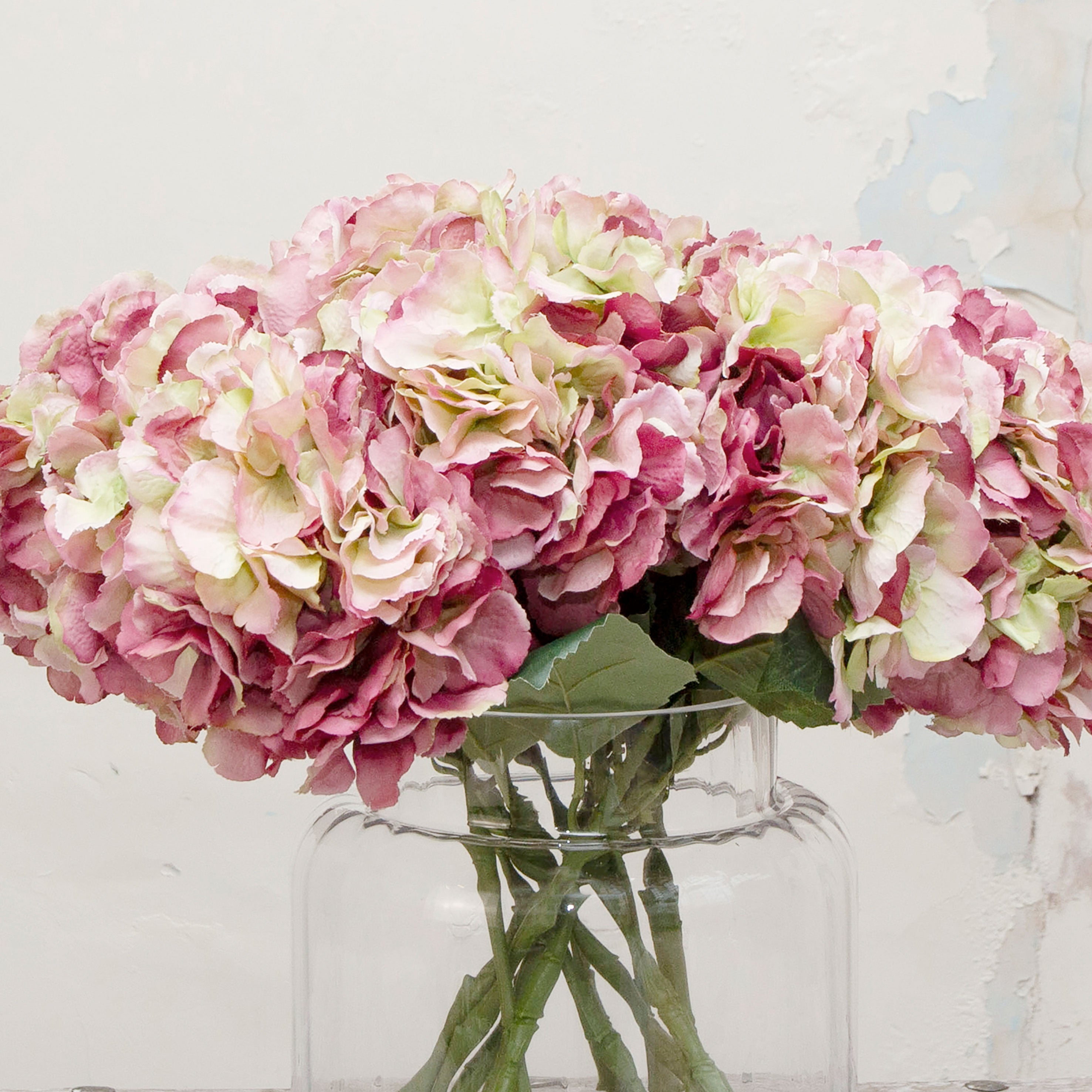 Close up of large headed hydrangea stems either pink and cream mixed petals 