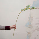 Hand holding long greenery stem with yellow seeds 