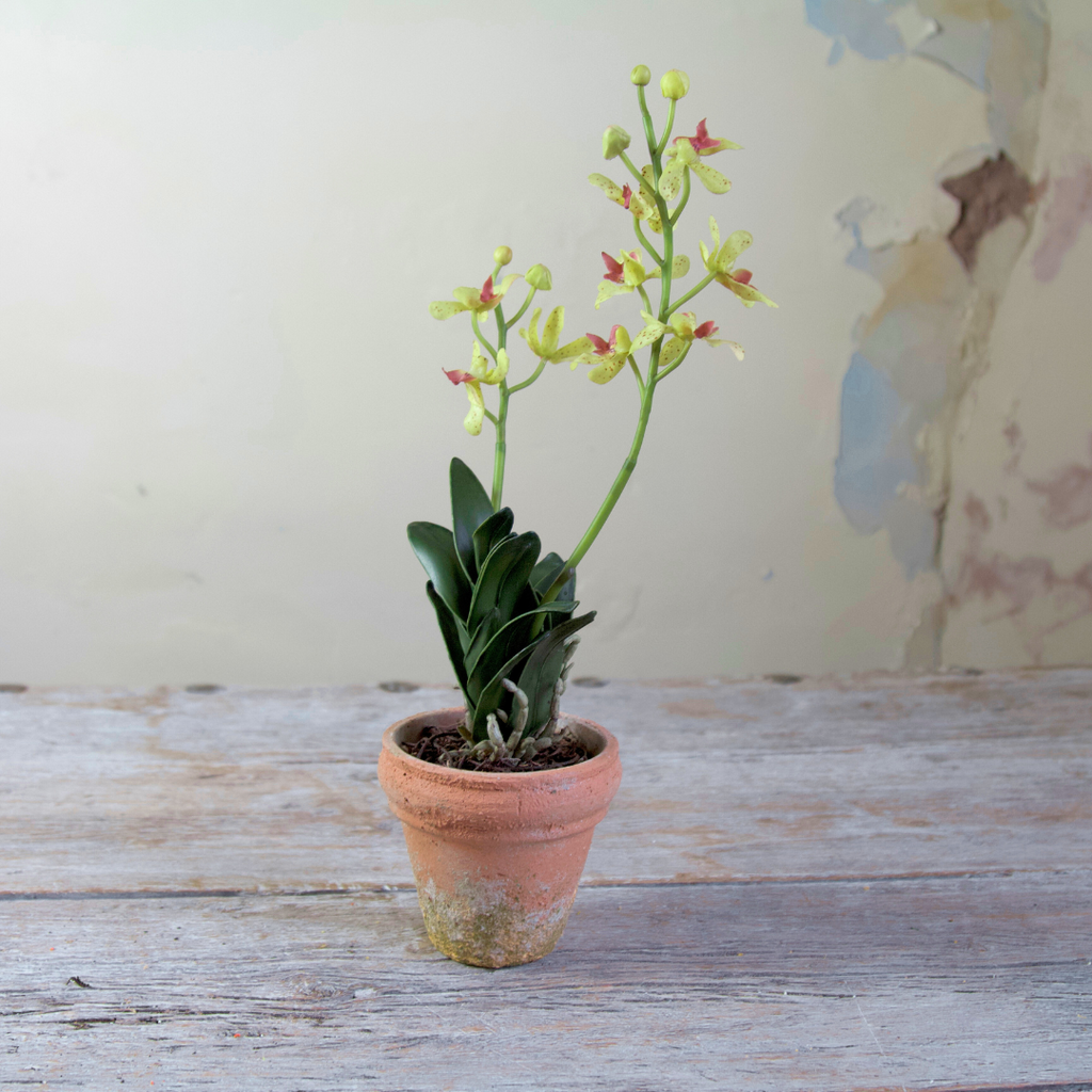 Potted Vanda Orchid with Real Soil