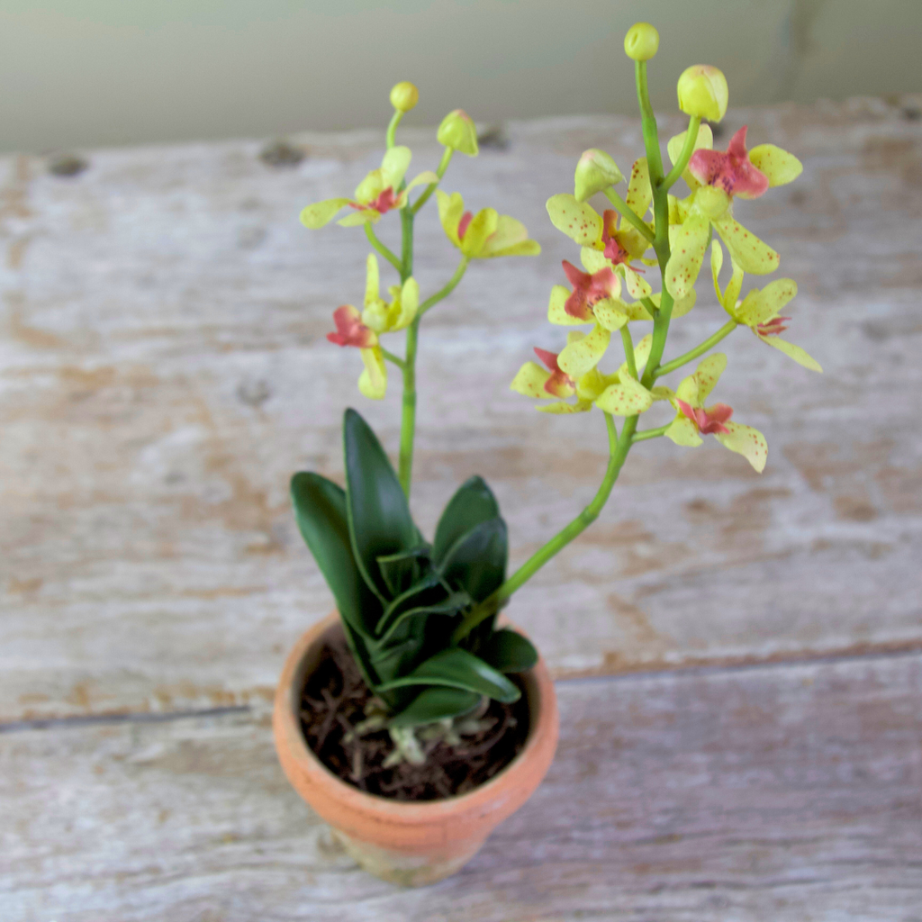 Potted Vanda Orchid with Real Soil