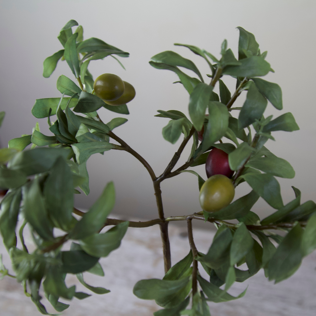 Olive Tree in Rustic Terracotta Pot Set in Real Soil