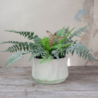 Fern in a Rustic Cream and Green Bowl