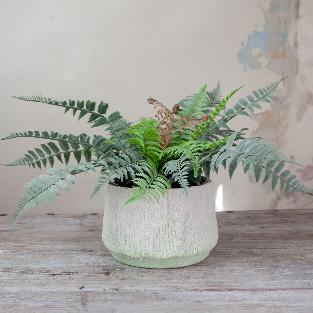 Fern in a Rustic Cream and Green Bowl