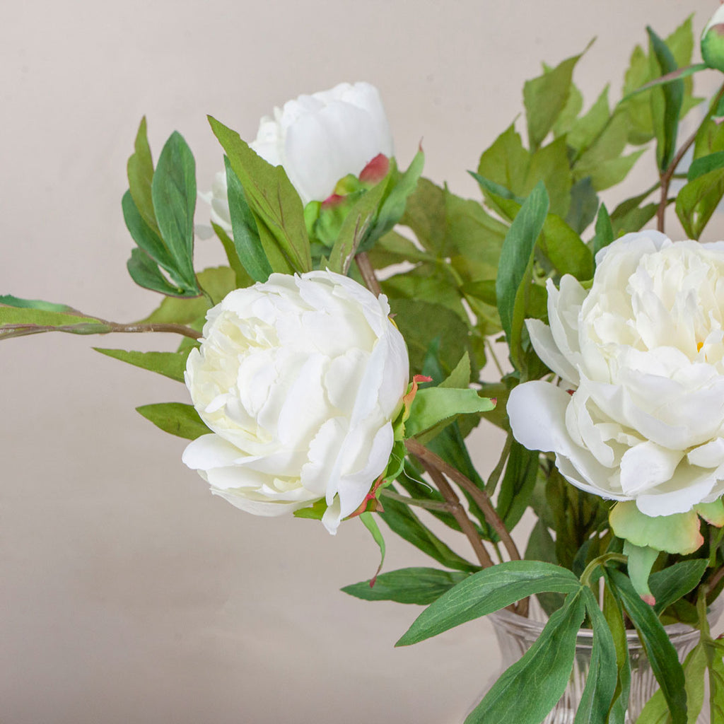 Close up of Bridal White Peonies in an Optic Vase