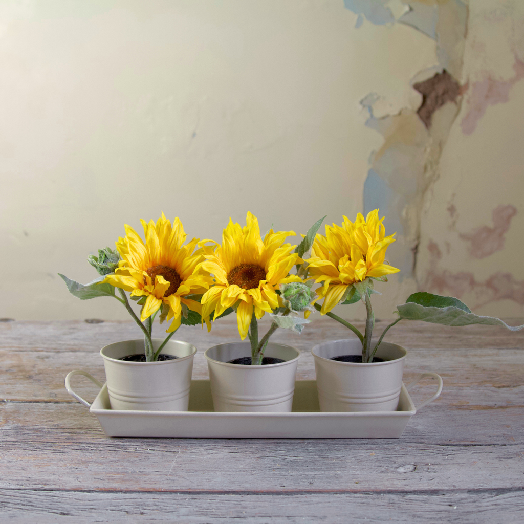 Set of Three Potted Sunflowers in a Tray