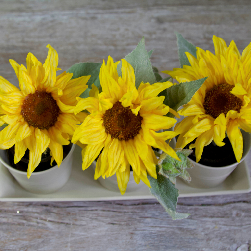 Set of Three Potted Sunflowers in a Tray Close up