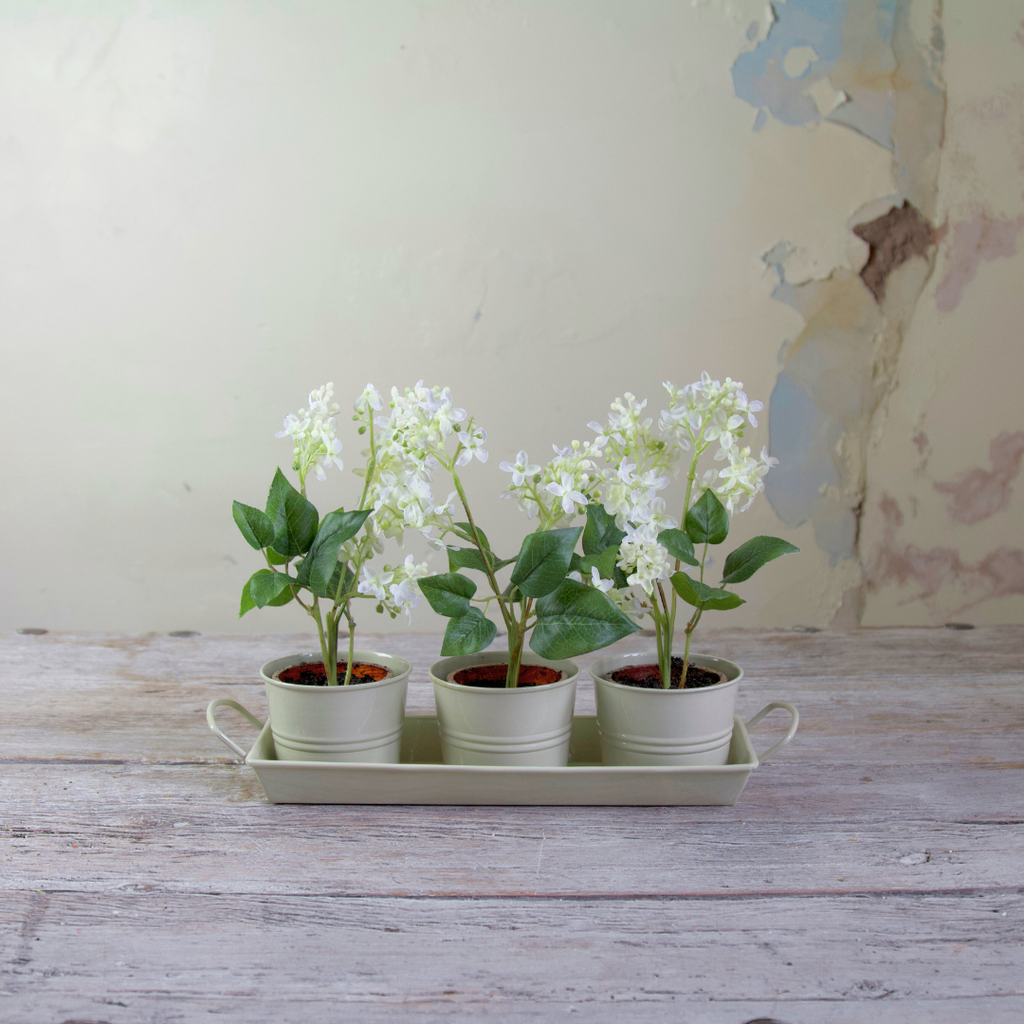 Set of Three Potted Lilacs in a Tray