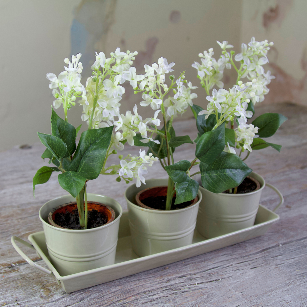 Set of Three Potted Lilacs in a Tray Close Up