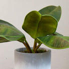 Close-up of an artificial real touch rubber plant with realistic green leaves in a grey pot.