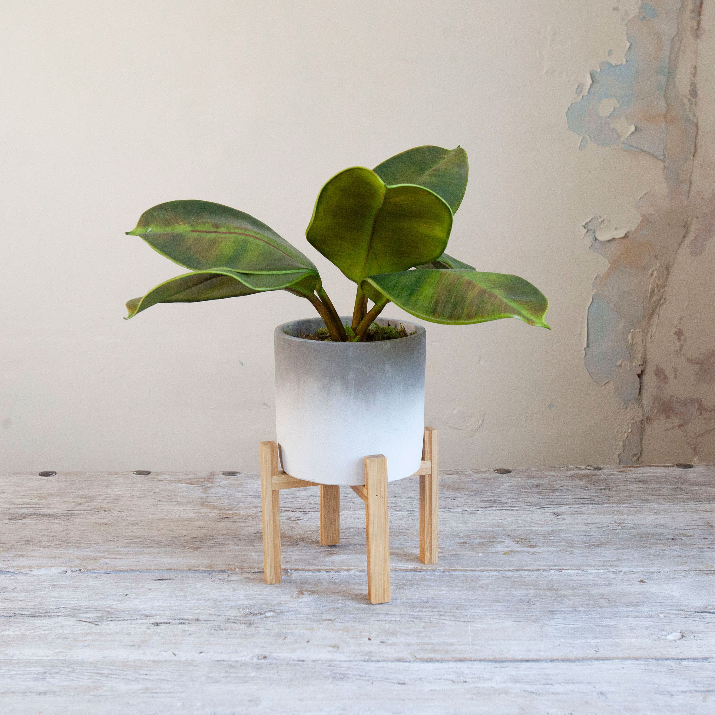 Artificial real touch rubber plant with realistic green leaves in a grey pot with a natural wooden stand.