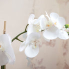 White Phalaenopsis Orchid in Coastal Ceramic Vase with Moss Peony
