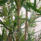 Bamboo Tree set in an Engraved Teal Ceramic with Real Moss  Peony