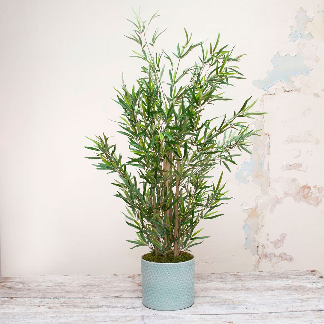 Bamboo Tree set in an Engraved Teal Ceramic with Real Moss  Peony