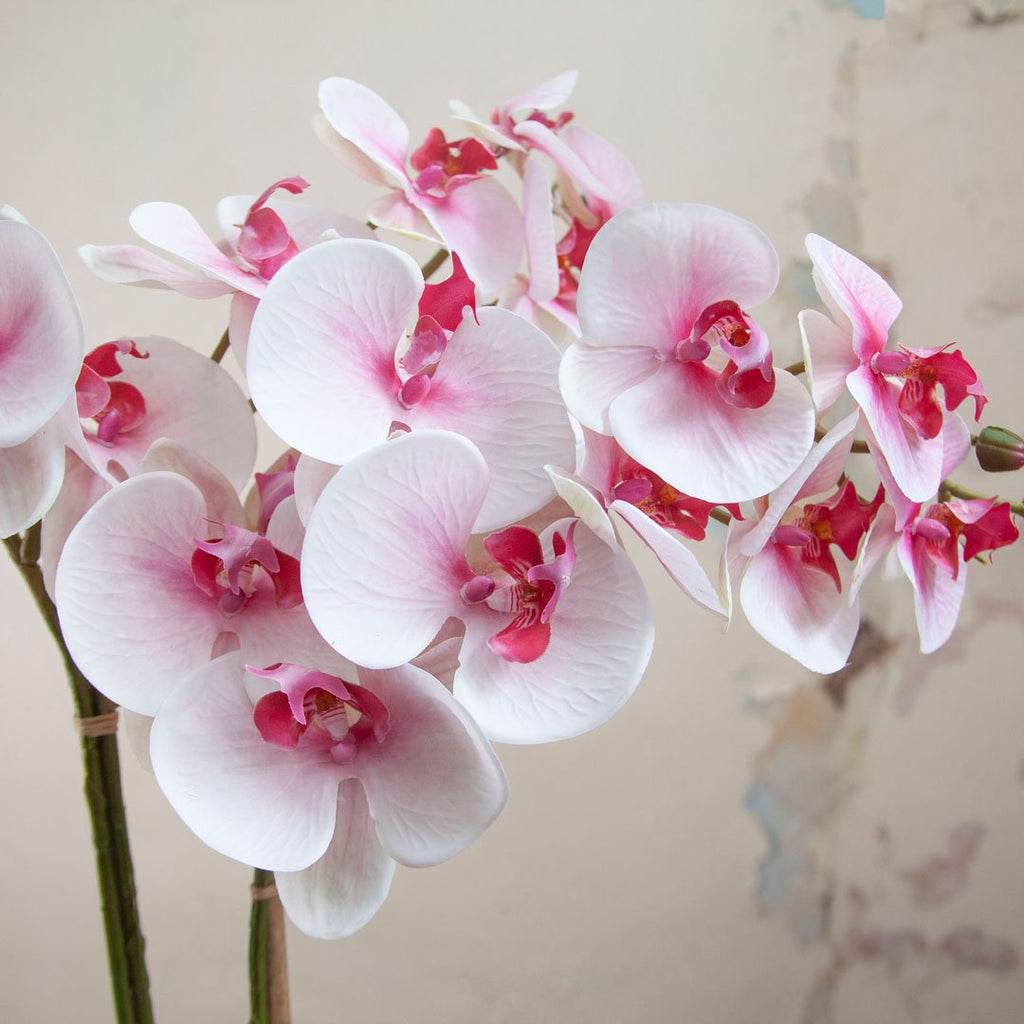 Phalaenopsis Orchid in a Textured Green and White Ceramic Planter Peony