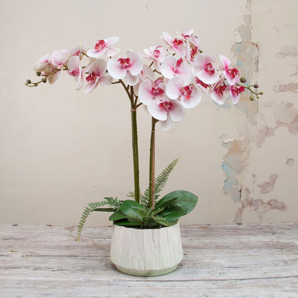 Phalaenopsis Orchid in a Textured Green and White Ceramic Planter Peony