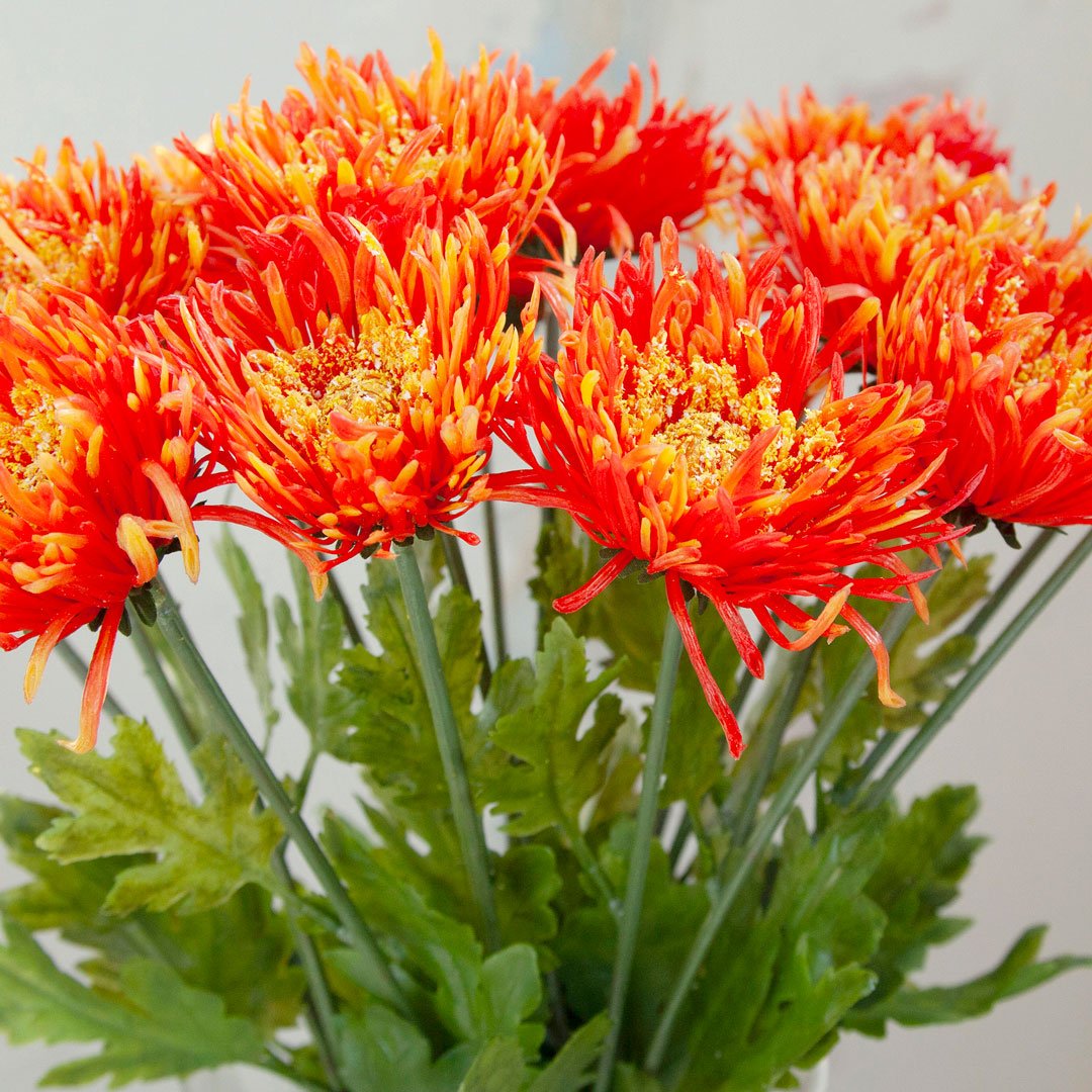 Orange Chrysanthemum Stem with Foliage Peony