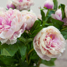 Pale Pink Peony Stem Peony