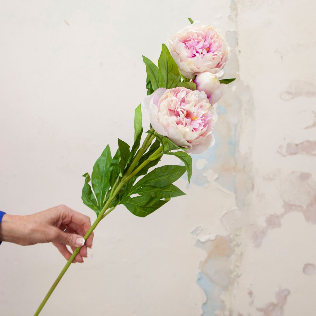 Pale Pink Peony Stem Peony