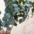 Green Eucalyptus Stem Peony