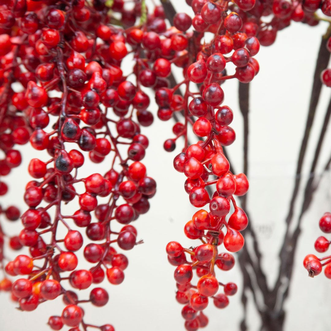 Red Trailing Berry Stem Peony