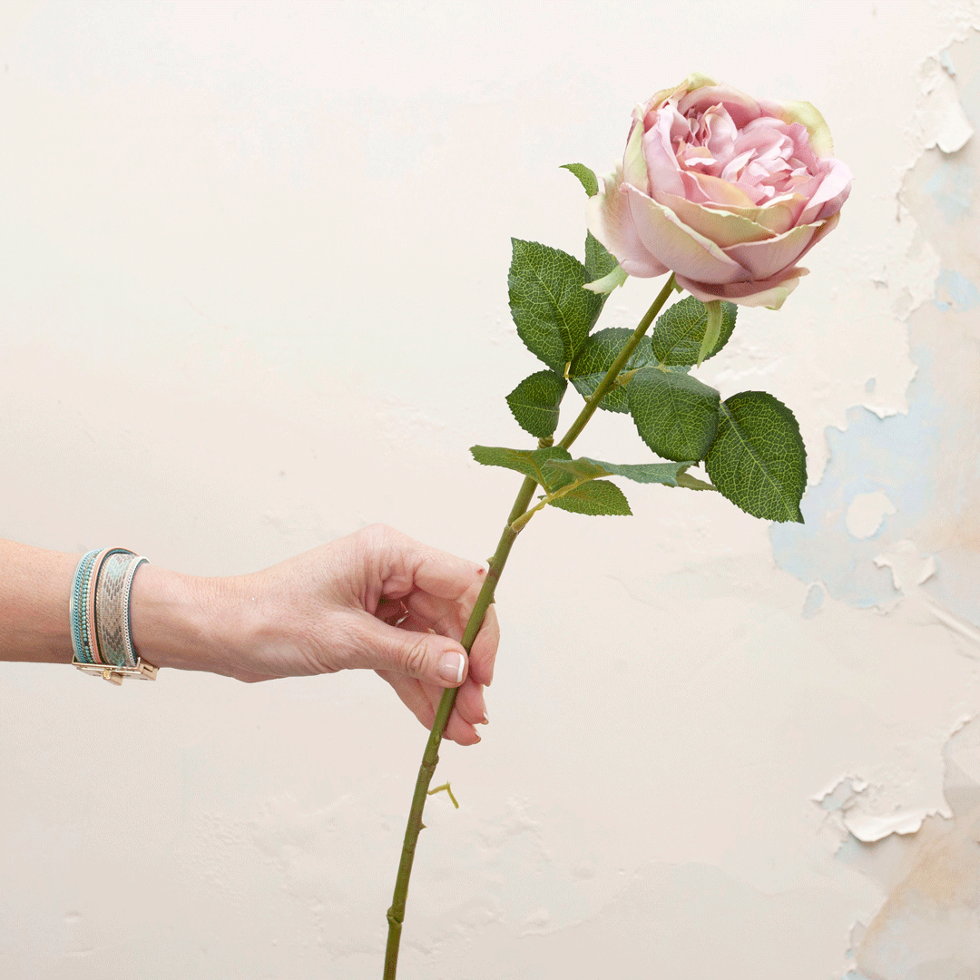 Lilac cabbage rose with leaves Peony