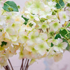 Pale Green Hydrangea Stem with Buds Peony