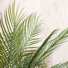 Green Arreca Palm Frond Stem Peony