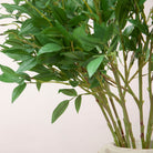 Tall Green Leaf Stem Peony