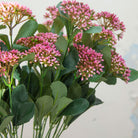 Tall Stems of Dark Pink Skimmia Berries  Peony