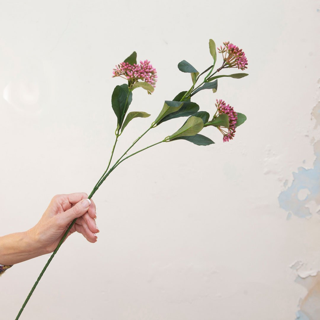 Tall Stems of Dark Pink Skimmia Berries  Peony