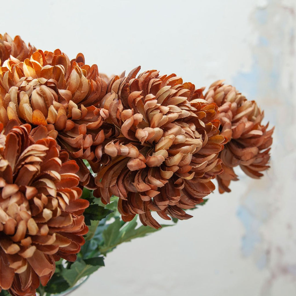 Chrysanthemum Stem Peony