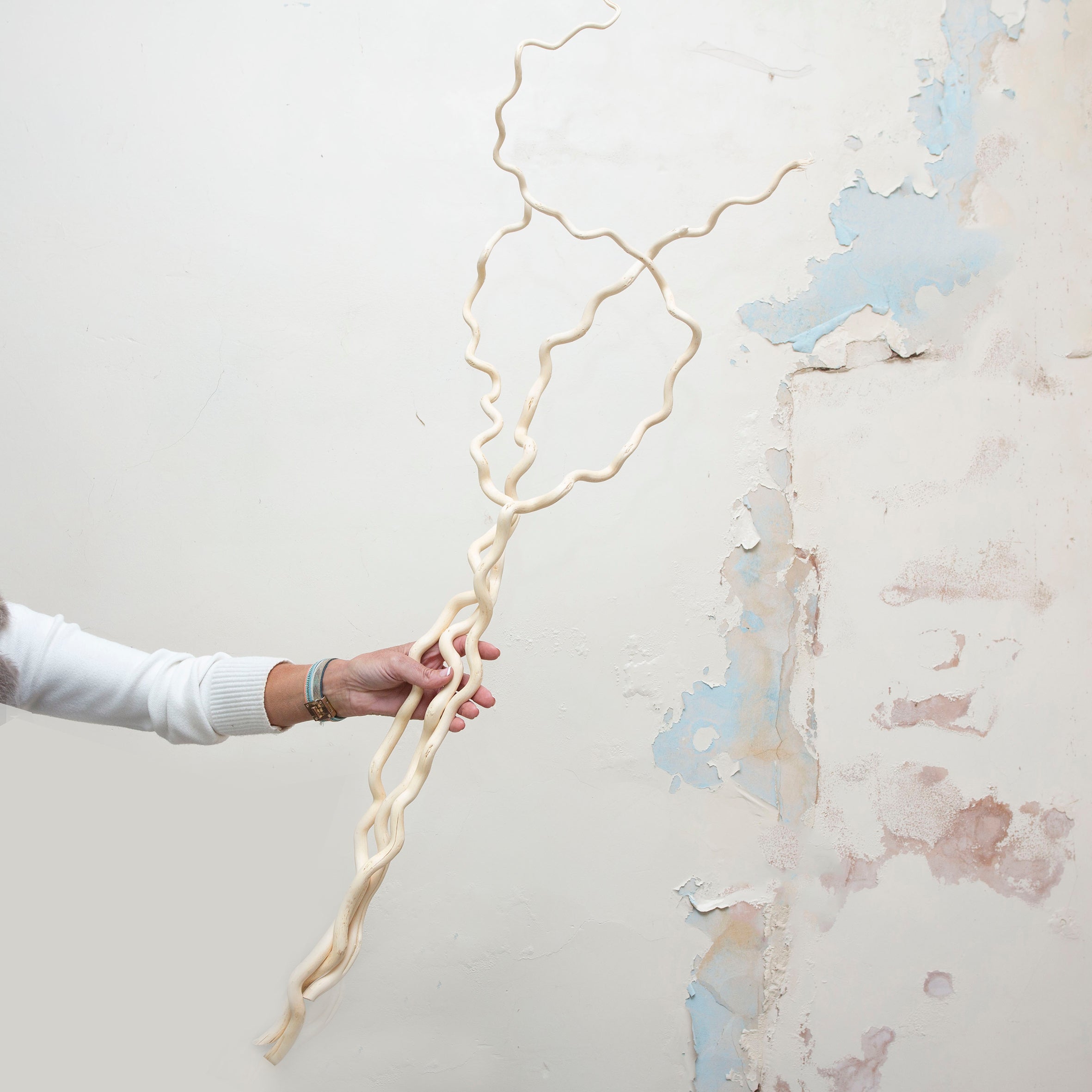 Pack of three bleached contorted hazlenut on an extra long stem. Peony