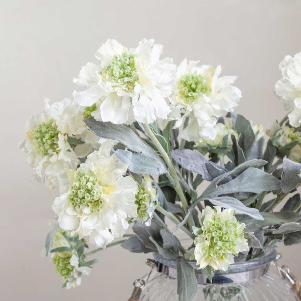 Cream Scabiosa with Leaves on a Long Stem Peony