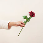Hand holding artificial red velvet rose stem