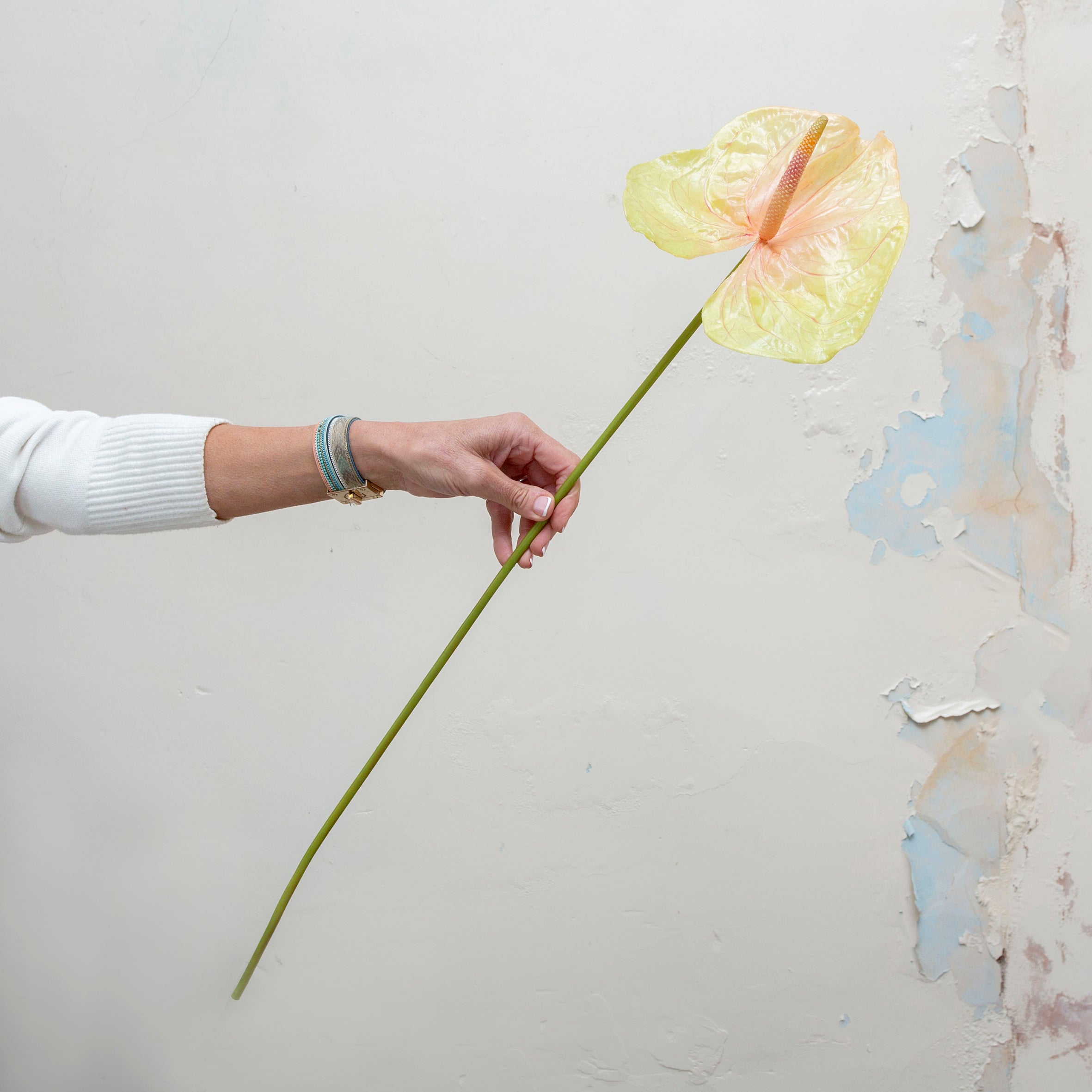 Real touch vibrant anthurium on a long stem. Peony